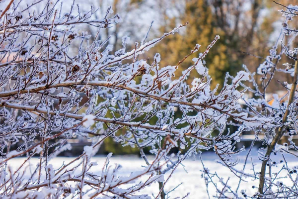 Nahý Větve Keřů Stromů Zimě Poznámka Malá Hloubka Ostrosti — Stock fotografie