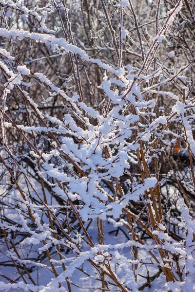 Las Ramas Desnudas Los Arbustos Los Árboles Invierno Notan Profundidad — Foto de Stock