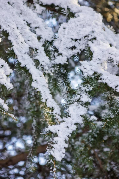 Branches of an evergreen tree covered with snow