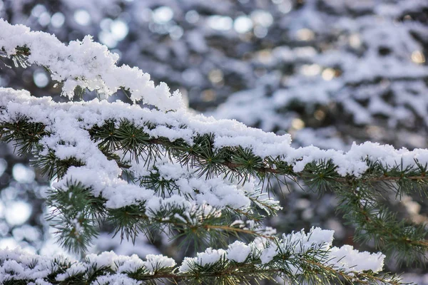 被雪覆盖的常绿树的树枝 — 图库照片