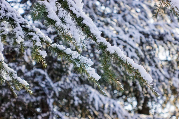 Ramos Uma Árvore Sempre Verde Coberta Neve — Fotografia de Stock