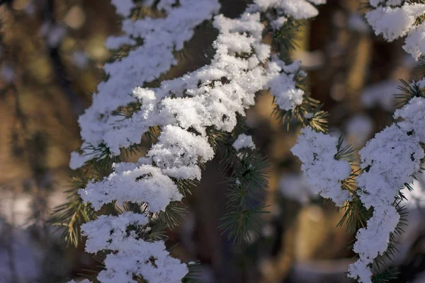 在一个阳光明媚的日子里 雪下的森林 注意浅的景深 — 图库照片