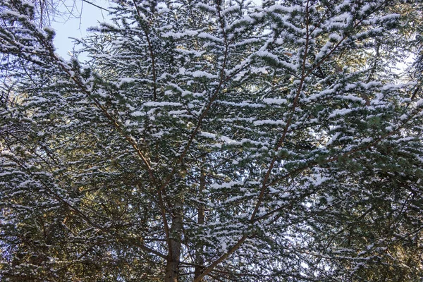 常緑の木の枝が雪で覆われています — ストック写真