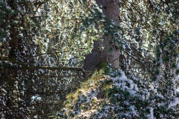 公園で雪の下で常緑の木 — ストック写真