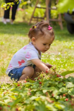 Çocuk, doğada yabani çilek topluyor.
