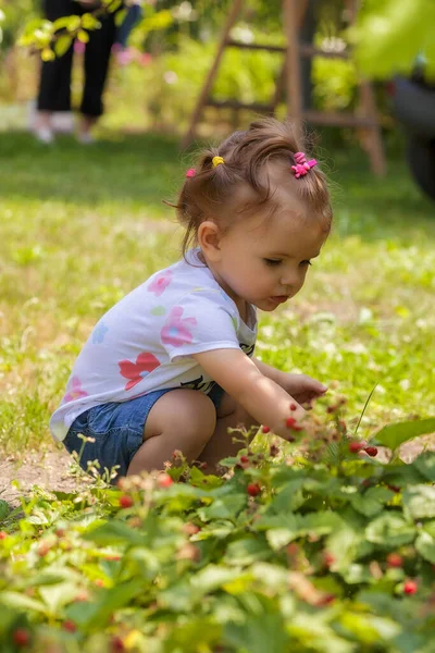 Kind Verzamelt Wilde Aardbeien Natuur Opmerking Ondiep Dieptepunt Van Het — Stockfoto