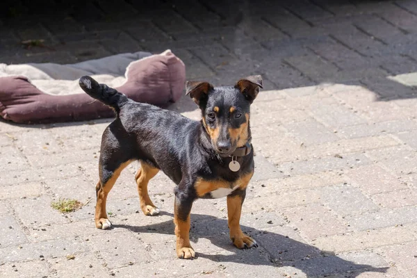 Negro Bronceado Jack Russell Terrier Posando Iin Cuerpo Completo Con — Foto de Stock