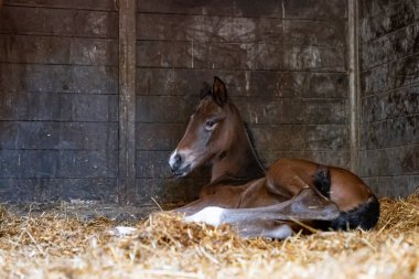 Kahverengi bir kısrak at kutusunda doğar, ahırda ve samanlıkta yatar..