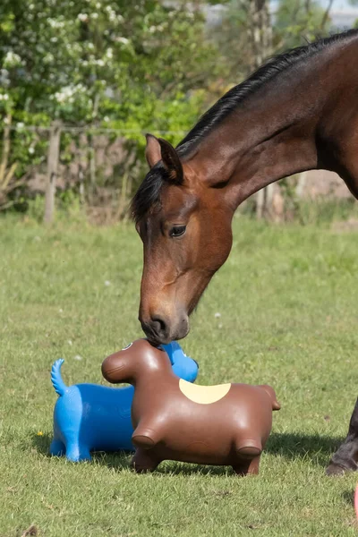 One Brown Stallion Playing Brightly Colored Rubber Inflatable Animal Toys — Stock Photo, Image