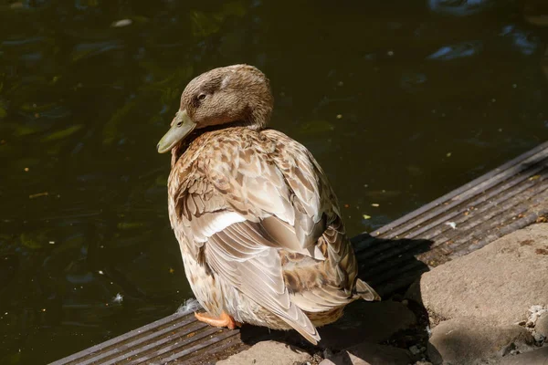 Vacker Brun Anka Brons Sitter Solen Bredvid Damm — Stockfoto