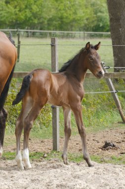 Küçük kahverengi bir tay, kısrak annesinin yanında duruyor, gün boyunca kırsal bir alanda..