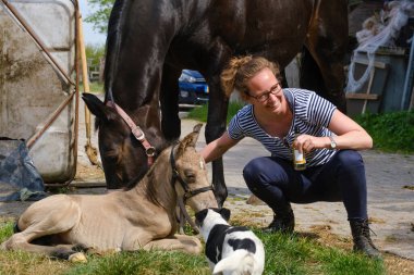 Yeni doğmuş şirin tay bahar günü çimlerin üzerinde yatıyor. Anneler arka planda, aygır tayının yanındaki kadın, tayın önündeki köpek.