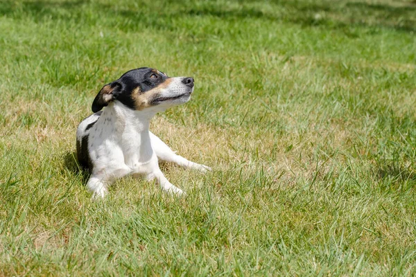 Svart Och Vit Jack Russell Terrier Valp Liggande Ett Fält — Stockfoto