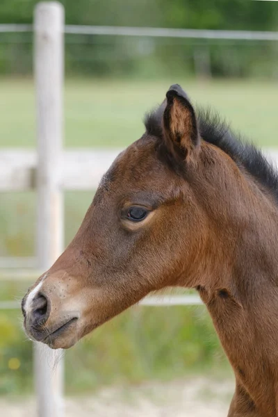 Gros Plan Petit Poulain Brun Cheval Debout Côté Mère Dans — Photo