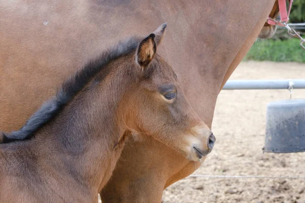 Zbliżenie Małego Brązowego Źrebaka Konia Stojącego Obok Matki Ciągu Dnia — Zdjęcie stockowe