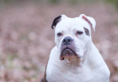 Yüzünde komik bir ifade, seçici odaklanma ve göze odaklanma olan beyaz ve kahverengi bir İngiliz Bulldog kafası portresi.