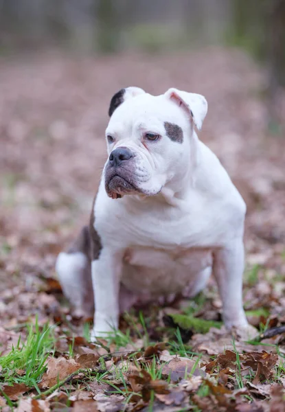 Beyaz ve kahverengi bir İngiliz Bulldog köpeği, ormanda oturur, yüzünde komik bir ifade olan bir portre, seçici odaklanma, gözlere odaklanma