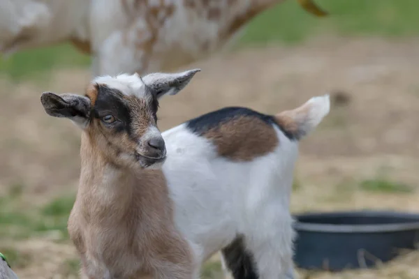 Een Bruine Witte Baby Geit Kind Staande Het Voorjaar Gras — Stockfoto