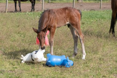 Kahverengi aygır, parlak renkli lastik şişme hayvanlarla oynuyor. Otlakta, ata biniyor..