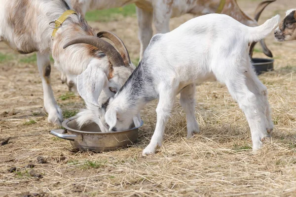 Bir Çift Keçi Yavrusu Anneleriyle Birlikte Bahar Çimlerinde Mama Yiyorlar — Stok fotoğraf
