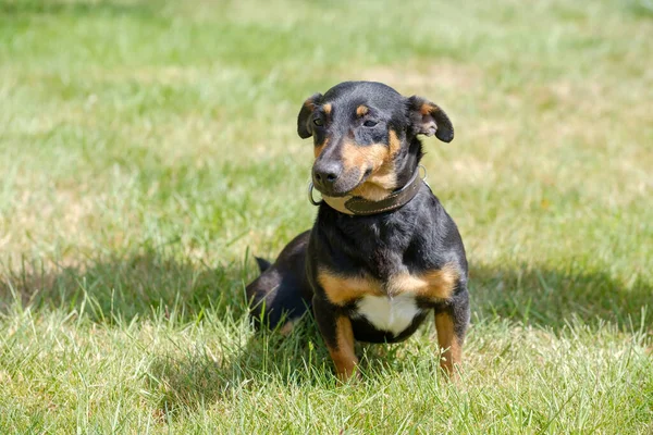 Siyah Bronz Tenli Jack Russell Terrier Tüm Vücuduyla Çimenlerde Gölgeyle — Stok fotoğraf