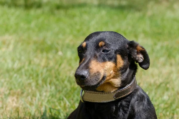 Siyah Bronz Tenli Jack Russell Terrier Tüm Vücuduyla Çimenlerde Gölgeyle — Stok fotoğraf