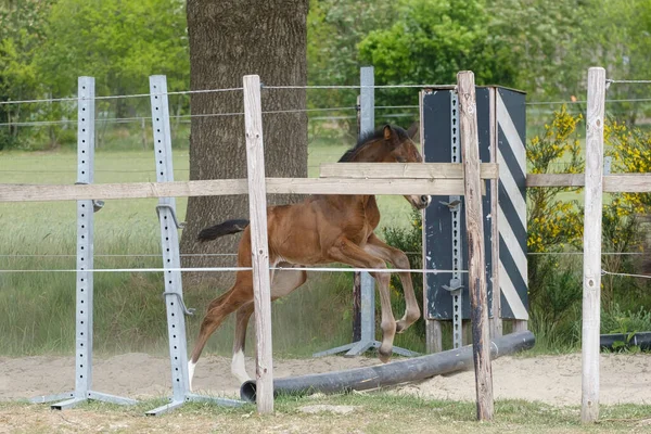 Poulain Jument Une Semaine Joue Elle Saute Par Dessus Obstacle — Photo