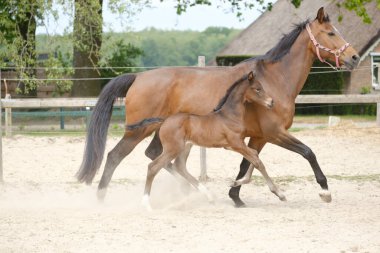 Küçük kahverengi tay, annesinin yanında şort, bir haftalık, gün içinde kırsal bir arazide..
