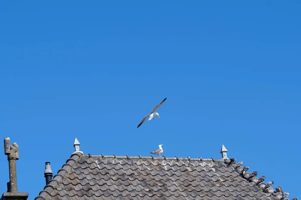 Pigeons Sit Gray Roof Tiles Gutter House Blue Sky — Stock Photo, Image