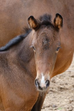 Küçük kahverengi bir tay, atının annesinin yanında durduğu gün boyunca kırsal bir arazide..