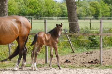 Küçük kahverengi bir tay, kısrak annesinin yanında duruyor, gün boyunca kırsal bir alanda..