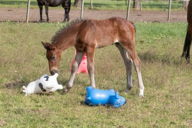 Kahverengi aygır, parlak renkli lastik şişme hayvanlarla oynuyor. Otlakta, ata biniyor..