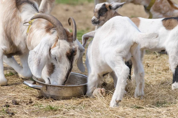 Paar Baby Geit Kinderen Eten Brokjes Met Hun Moeder Het — Stockfoto