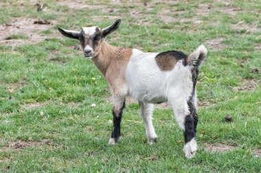 Kahverengi, beyaz, siyah boynuzlu, beyaz keçi yavrusu, bahar çimlerinin üzerinde duruyor..