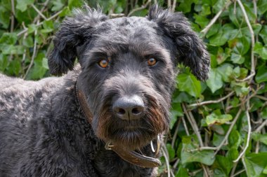 Bouvier Des Flandres 'in portresi, turuncu gözler, doğal yeşil arka plan