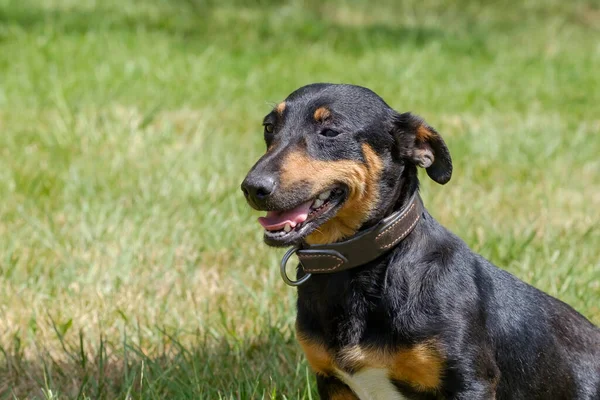 Czarno Brązowy Jack Russell Terrier Pozuje Pełnym Ciele Siedzi Trawie — Zdjęcie stockowe