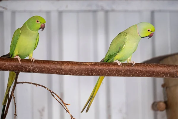 Green Parakeet Red Beak Sits Branch Selective Focus — Stock Photo, Image