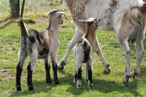 Twee Bruine Gehoornde Bruine Baby Geit Kinderen Rennend Het Lentegras — Stockfoto