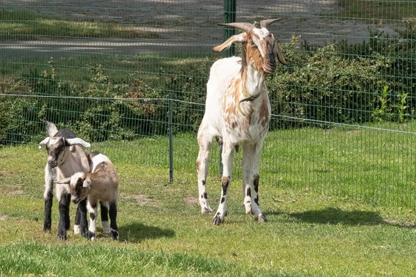 Twee Bruine Gehoornde Bruine Baby Geit Kinderen Spelen Het Lentegras — Stockfoto