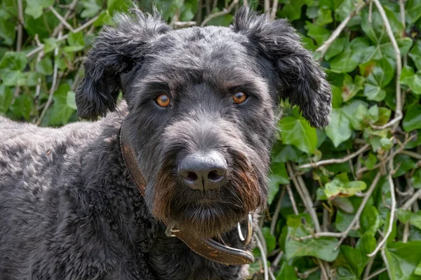 Bouvier Des Flandres 'in portresi, turuncu gözler, doğal yeşil arka plan