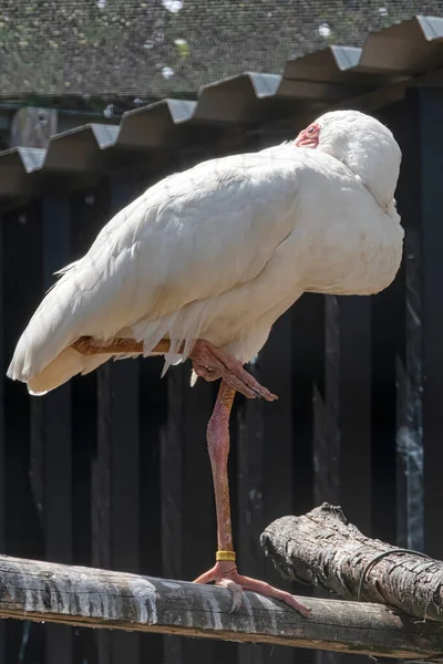 Afrikaanse Lepelaar Staat Een Been Schaduw — Stockfoto