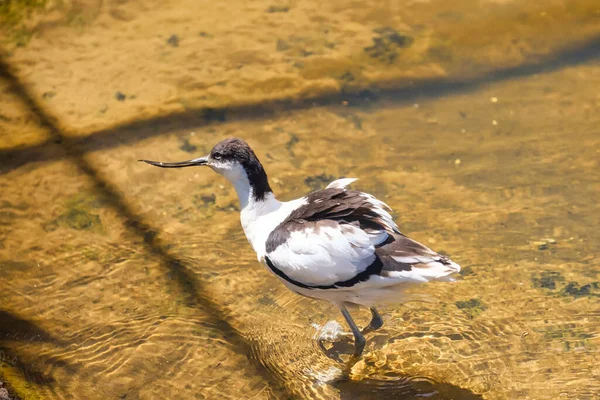 Abacate Qualquer Gênero Recurvirostra Bastante Grandes Pássaros Costeiros Pernas Longas — Fotografia de Stock