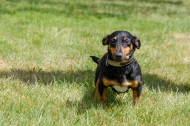 Siyah ve bronz tenli Jack Russell Terrier tüm vücuduyla çimenlerde gölgeyle oturuyor.