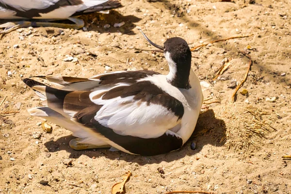Perdeli Ayaklı Uzun Bacaklı Kıyı Kuşlarının Herhangi Bir Cinsinden Uzak — Stok fotoğraf