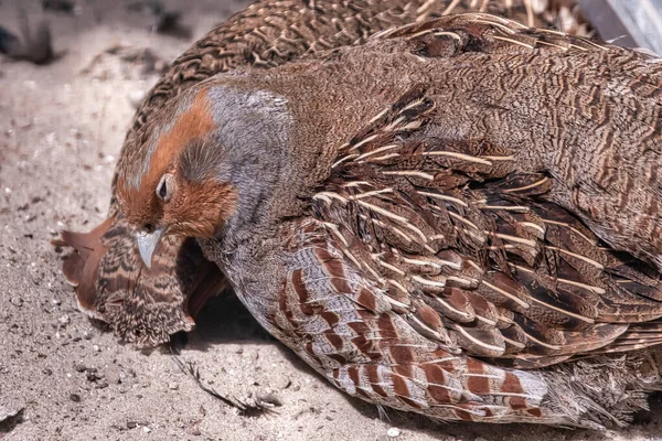 Ortak Bıldırcın Coturnix Coturnix Doğal Ortamdaki Kuşlar Bıldırcın Kumda Oturuyor — Stok fotoğraf