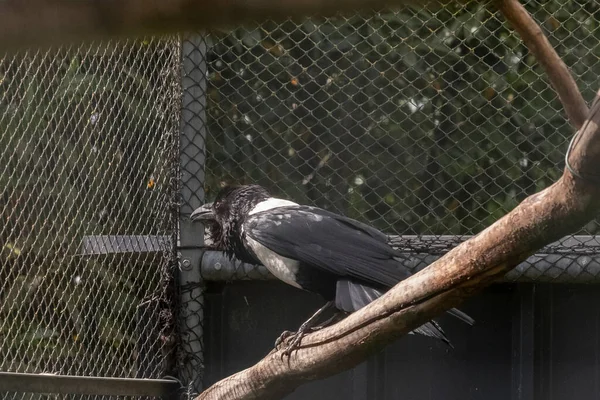 Pied Crow Corvus Albus Pie Suelo Sobre Árbol Vista Lateral — Foto de Stock