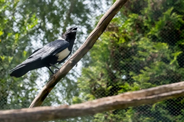 Pied Crow Corvus Albus Pie Suelo Sobre Árbol Vista Lateral — Foto de Stock
