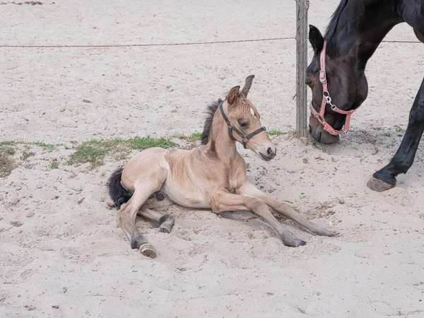 Brown adult horse and yellow stallion foal together in a horse arena. The foal is in the sand.