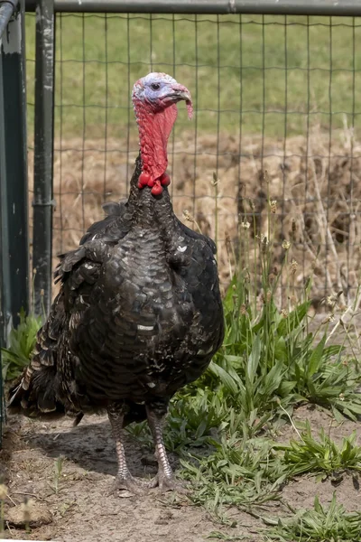 Black Spanish of Norfolk Black turkey. Black a turkey bird stands on background of grass.