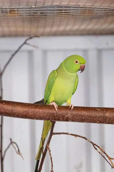 Green Parakeet Red Beak Sits Branch Selective Focus — Stock Photo, Image